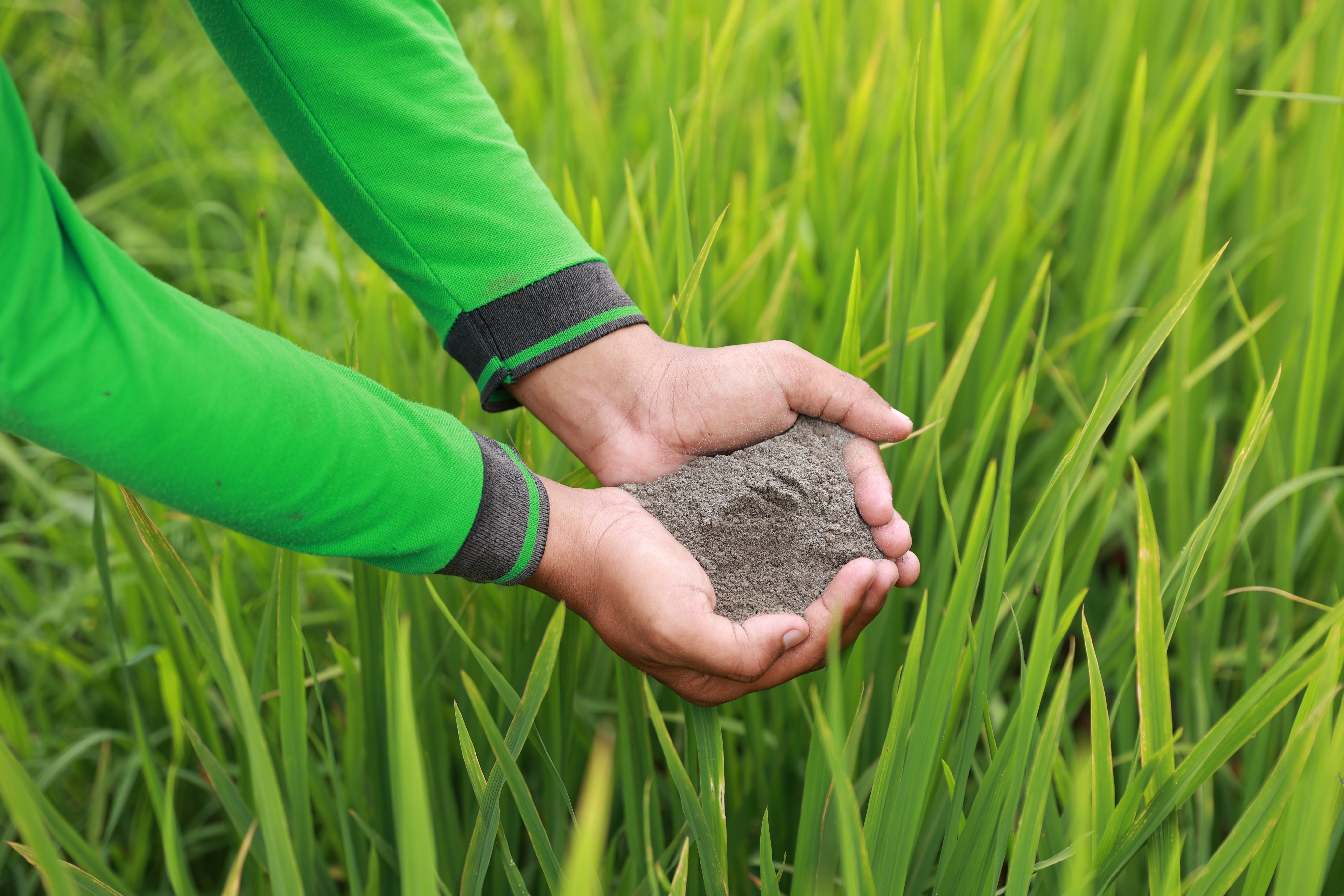 Basalt application on rice field
